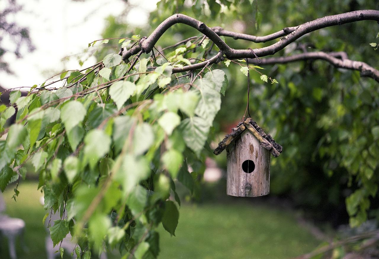 Jak przygotować eko-kącik dla ptaków w ogrodzie?