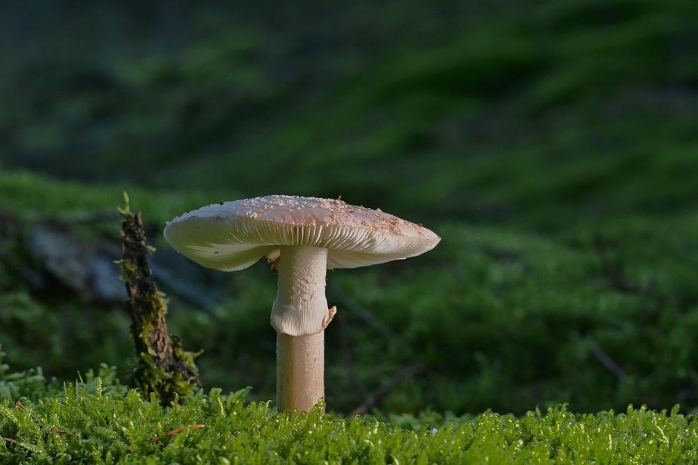 pine mushroom