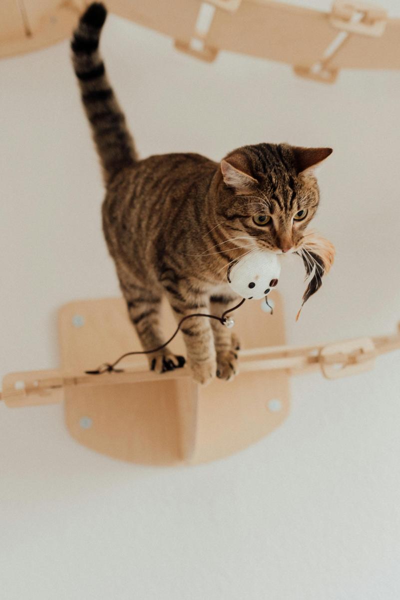 cat playtime