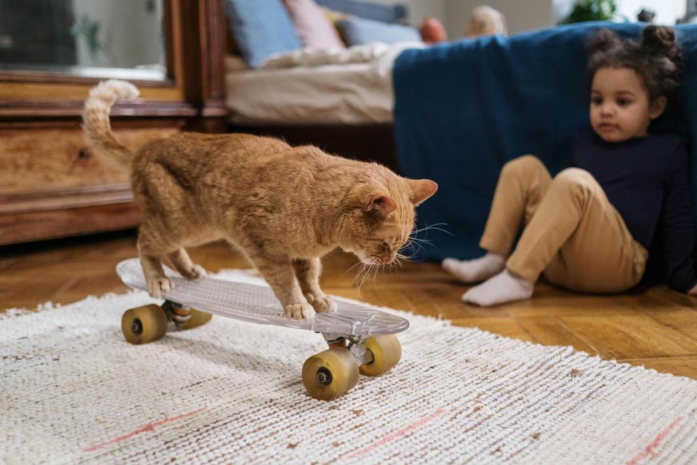 cat playtime