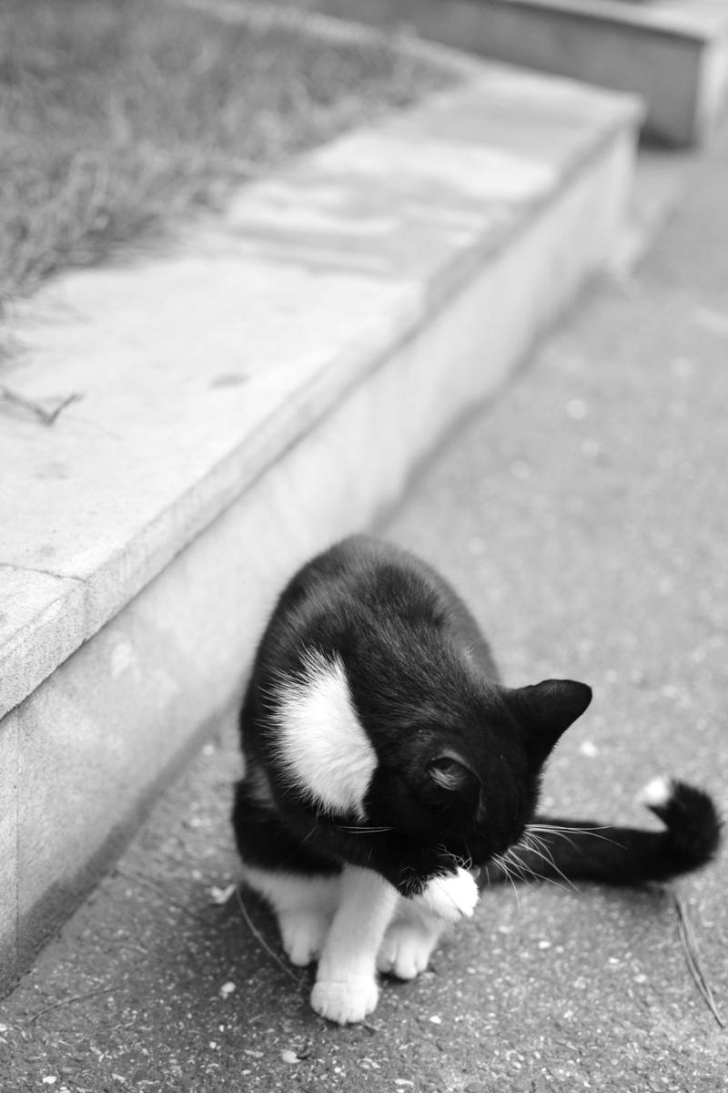 cat scratching