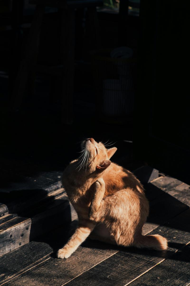 cat scratching